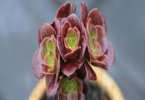 法师需要多高的盆