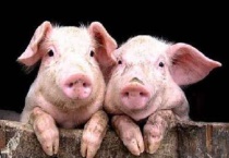 猪被蚊子咬了怎么办？