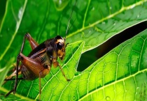 蟋蟀是怎么叫的 雌雄蟋蟀是不是都可以发声