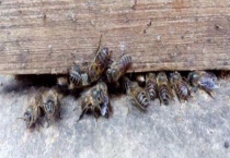 盗蜂是怎么形成的 分别详细介绍