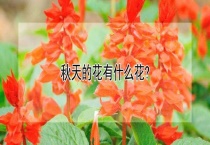 秋天的花有什么花？