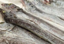 带鱼在海深多少米生活