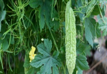 苦瓜熟透了可不可以生吃 苦瓜怎么做好吃