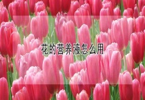 花的营养液怎么用？