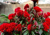 鸡冠花盆栽种植多久？