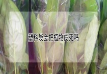 塑料袋会把植物闷死吗？