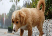 小狗如何过冬 附养狗的注意事项