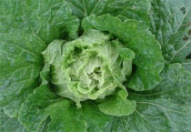 白菜的采收及贮藏多久？