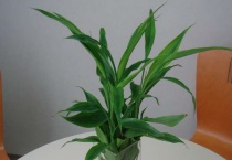 富贵竹黄叶怎么办？