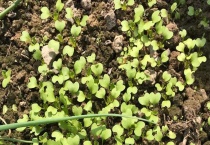 白菜种子怎么种植多久？