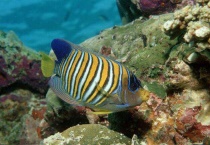 鱼卵孵化要几天