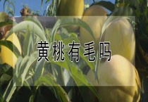 黄桃有毛吗？