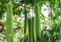 丝瓜病虫害防治技术 丝瓜病虫害的危害特点