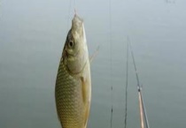 春季钓鲫鱼底窝配方大全 附其做法