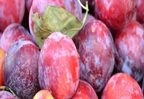 李子树嫁接技术 什么时候嫁接好