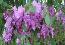 紫色的槐花能吃吗？