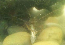 冬天河虾躲哪里