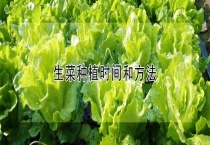 生菜种植时间和多久？