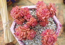 蜡牡丹多肉叶片太挤怎么办？