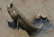 跳跳鱼以什么食物为主 怎样饲养