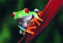 树蛙有毒吗？