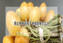 黄皮果树苗叶子卷缩变硬怎么办？