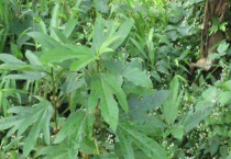 野生牛大力有几个品种