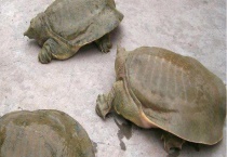 钓甲鱼可以用哪些饵料 一般什么时候比较好钓到