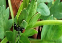 花草生虫该怎么处理 花草应该怎样播种