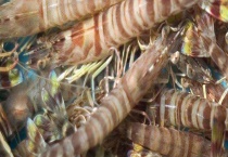 花虾和斑节虾的区别？ 斑节虾怎么养