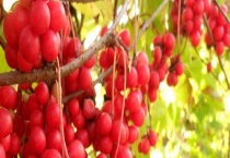 五味子的产地分布 及其品种分布