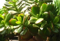 红边燕子掌对人有害吗？