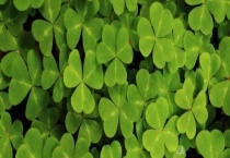 三叶草与三叶菜有什么不同 附三叶菜栽培技术