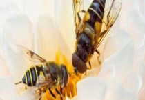 黑绒胡蜂真的能蛰死人吗 怎样预防被蜇