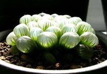 玉露多肉开花吗？