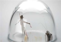 蛐蛐能活多久？