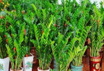 盆栽叶片发白怎么办？