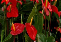 红掌与马蹄莲的区别？ 红掌与马蹄莲有毒性吗？