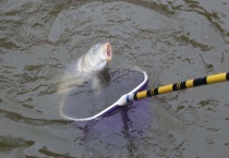 钓鲤鱼小药哪种最好？小药种类有哪些？