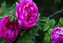 平阴玫瑰扦插多久？