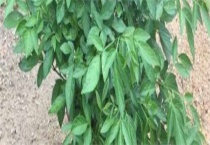 潮汕抹草种植多久？