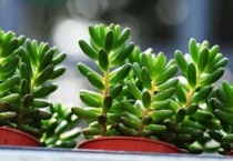 新手多肉养殖教程