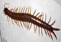 蜈蚣又被称作什么 主要分布在哪里