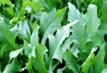 败酱草是不是苦菜 附败酱草次年管理