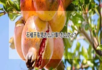 石榴开裂是怎么回事？怎么防止？