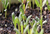 满天星小苗是什么样子