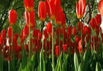 郁金香和美人蕉的区别？