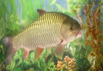 鲤鱼不能吃是迷信吗？鲤鱼常见种类有哪些？