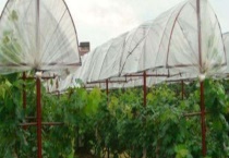 南方葡萄避雨栽培有什么好处 具体有什么表现