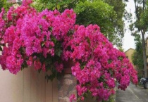 三角梅适合的温度是多少？